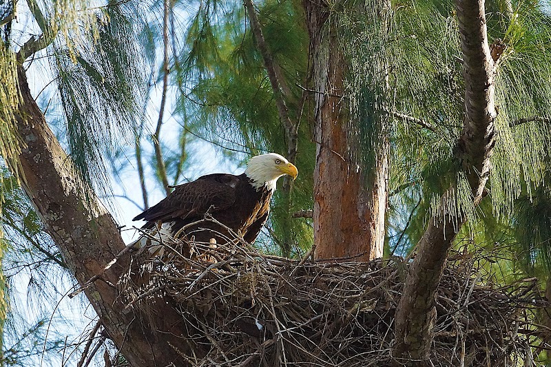Eagles Nest