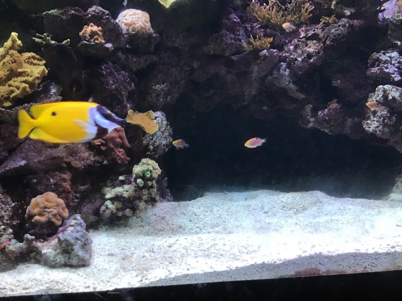 The Great Barrier Reef