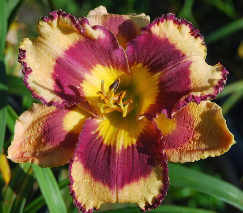 Crystal Coast Gardens