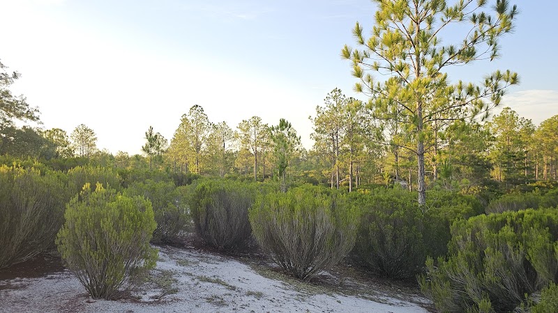 Blanding Scrub Forest