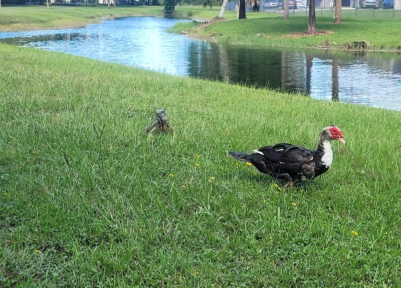 Villa Bellini Condominium 2