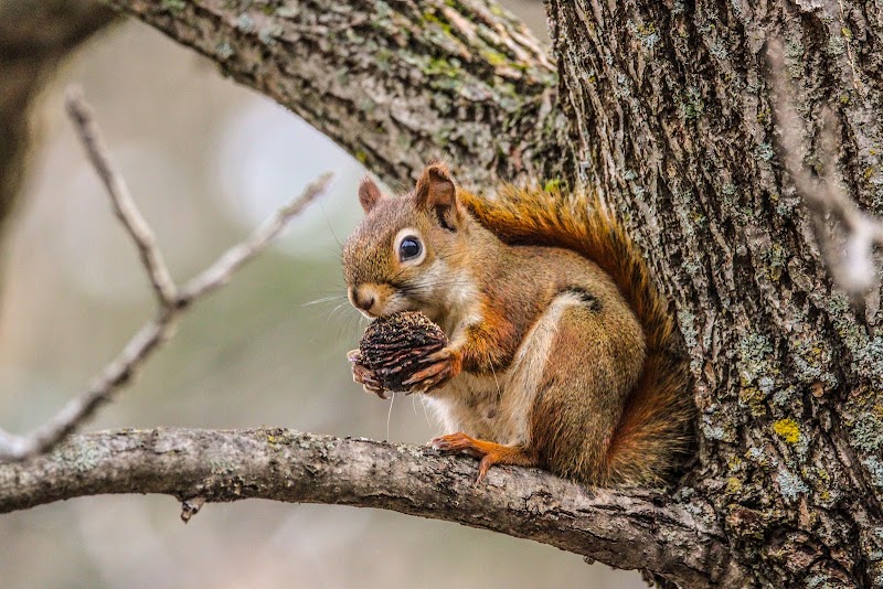 Fletcher Wildlife Garden