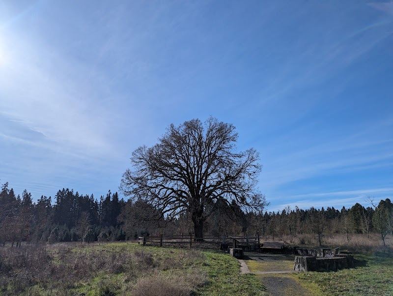 Elder Oak