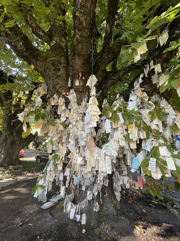 Wishing Tree