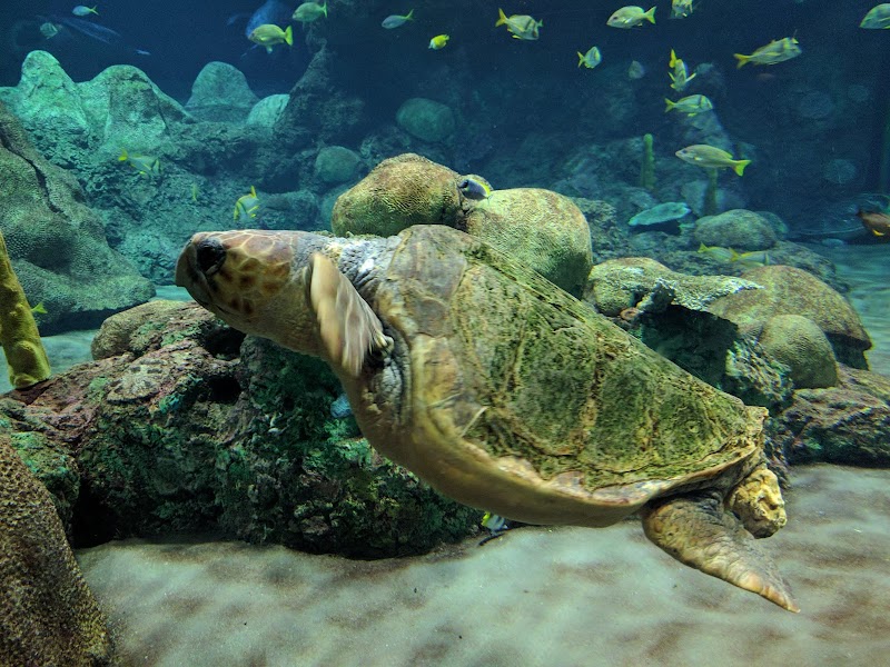 Turtle Reef