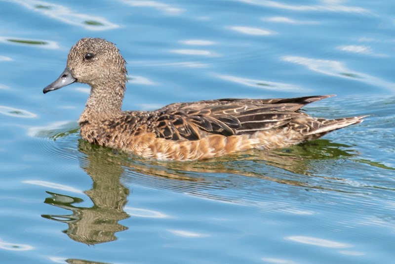 Discovery Ridge Ponds