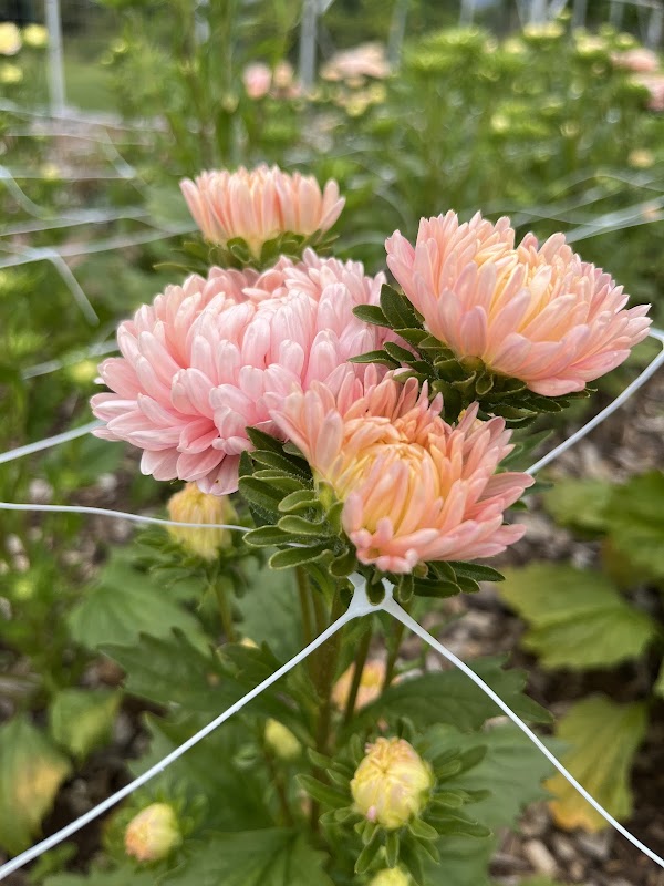 Moncony Flower Farm