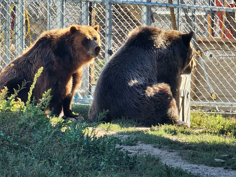 Big Bear Alpine Zoo