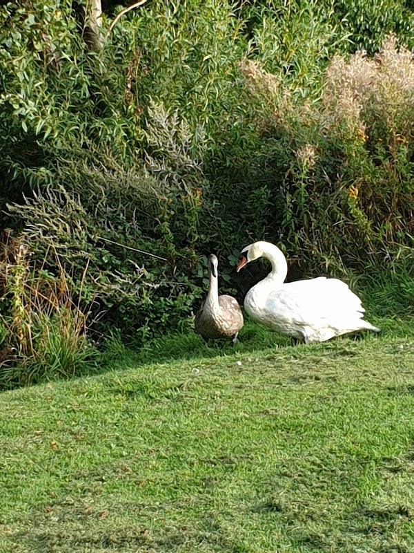 The Wilderness (Ger-Y-Llyn Pond)