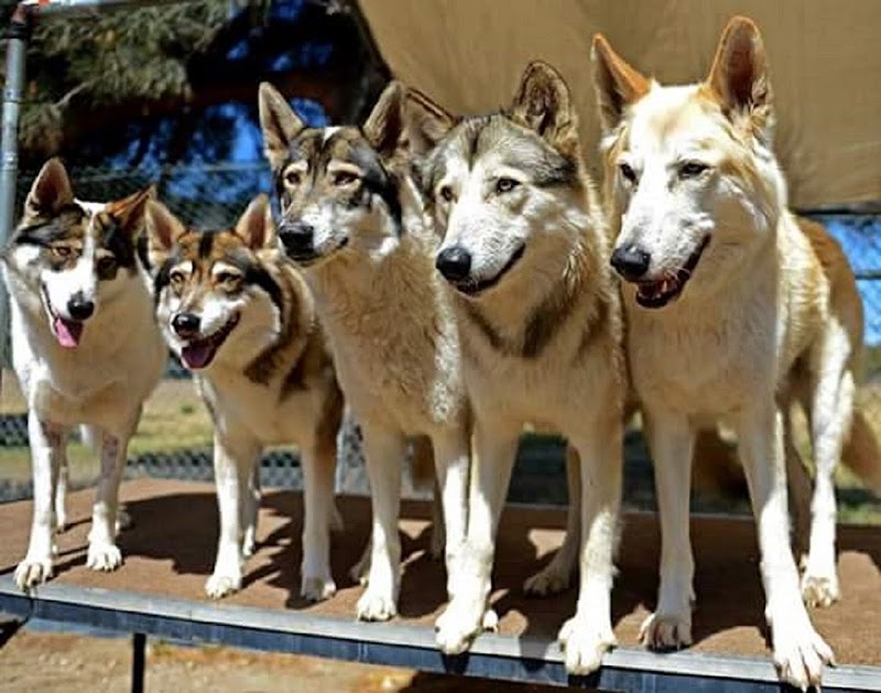 Shadowland Foundation