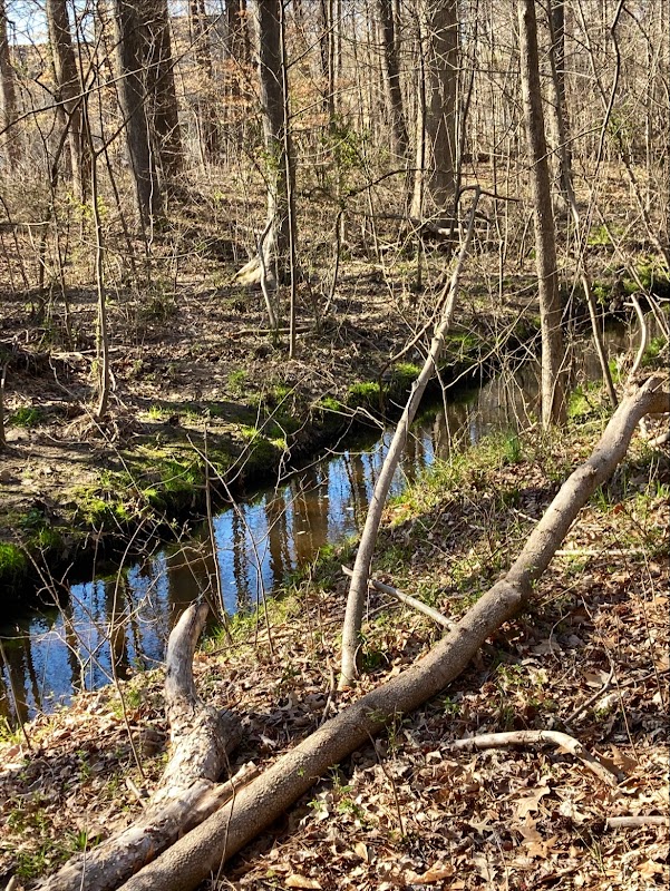 Sherwood Forest MTB Trail North