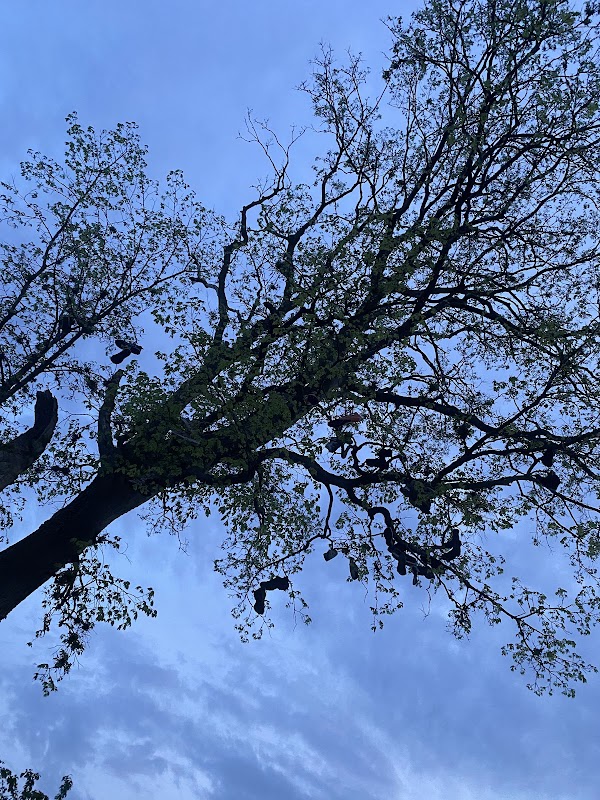 Shoe Tree