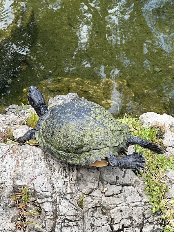 St. Johns Town Center Park Green
