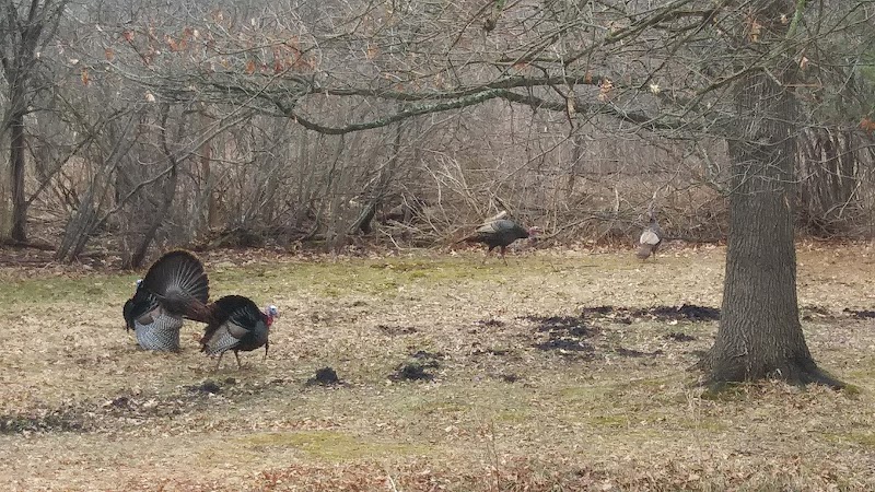 Carl Creek Wetlands Preserve