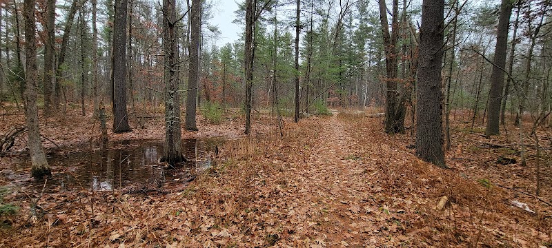 Leslie C. Bockes Memorial Forest