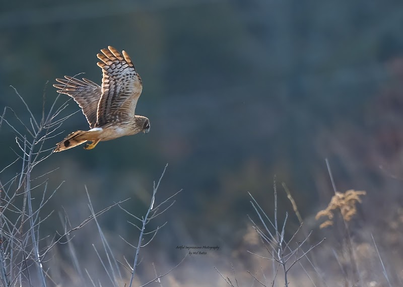 Elklick Woodlands Natural Area Preserve