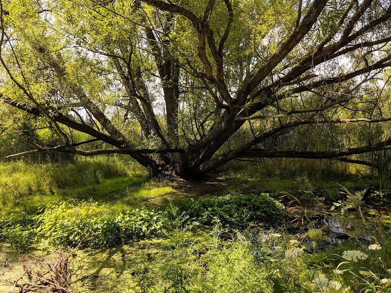 Shantz Park