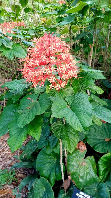Butterfly Garden