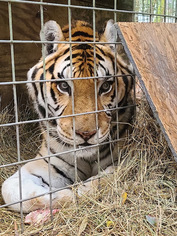 Survival Outreach Sanctuary