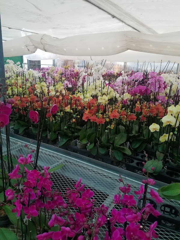 Gubler Orchids