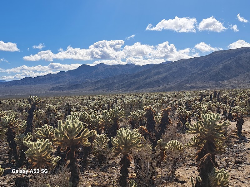 Cholla Cactus Garden