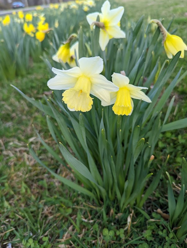 Veterans Park (Newtown)