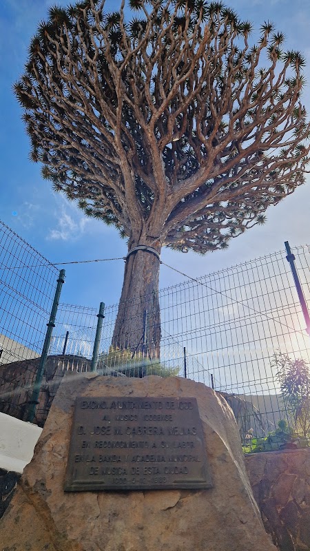 Drago de San Antonio