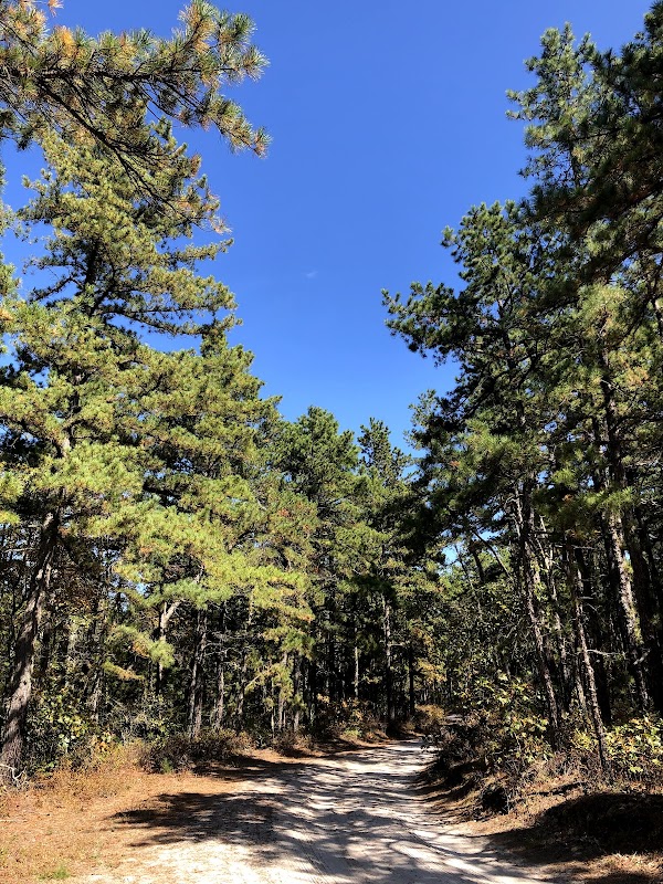 Wharton State Forest