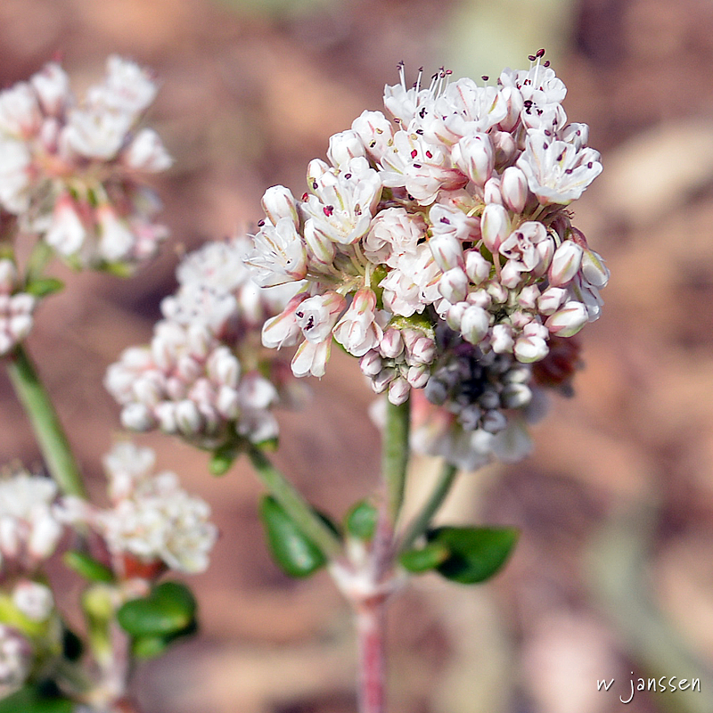 Paradise Hills Native Garden