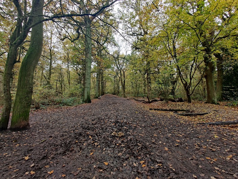 Oxleas Wood