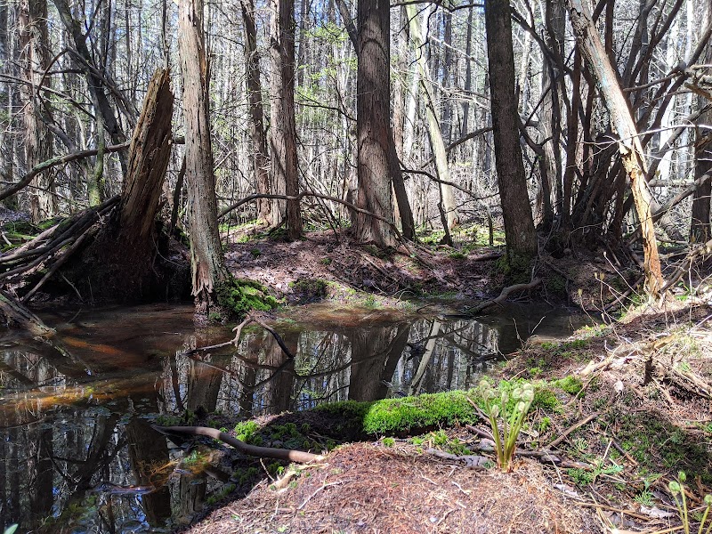 Hockomock Swamp