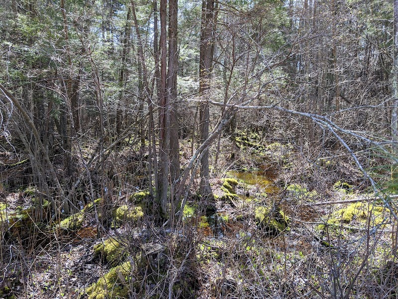 Hockomock Swamp