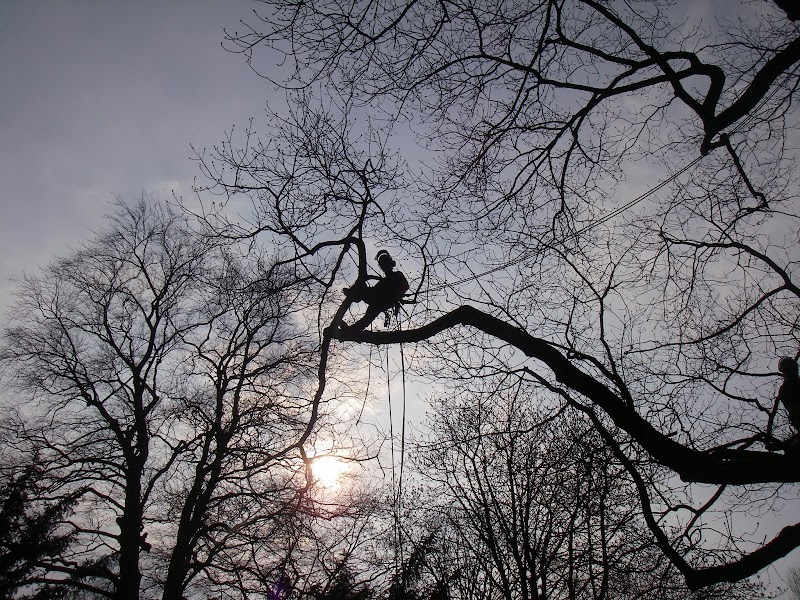 Allard Arnaud / Allard élagage