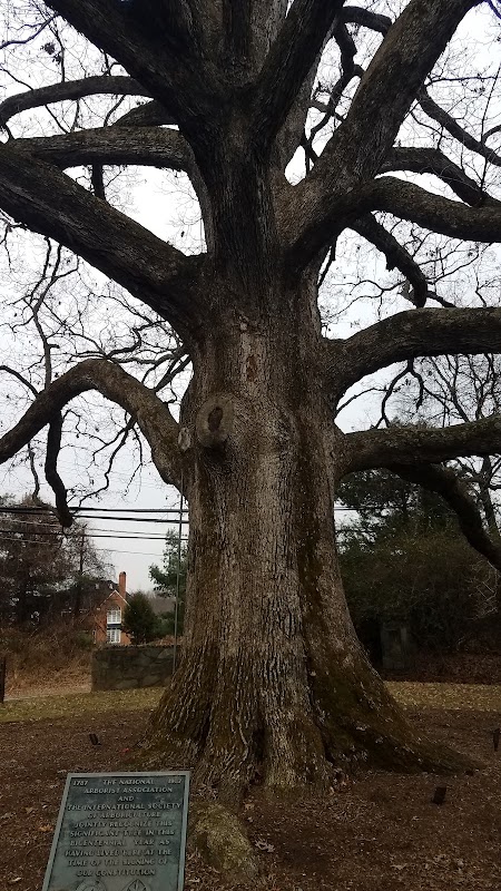 Travilah Oak Tree