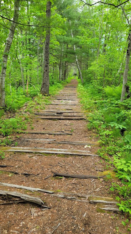 Bog Meadow Brook Trail