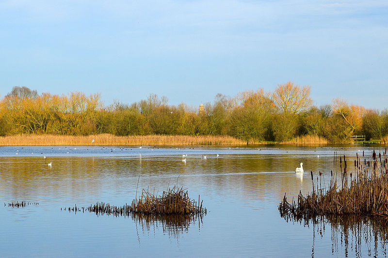 Irthlingborough Lakes And Meadows