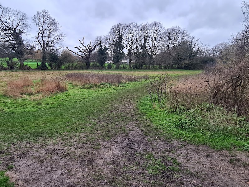 Harold Wood Park Summer Meadow