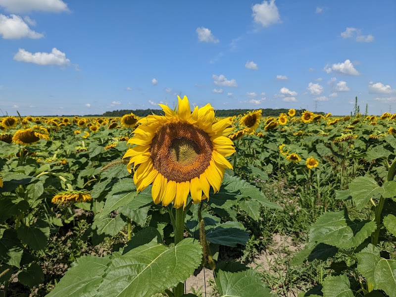 Hirzel Sunflower Field (Seasonal)