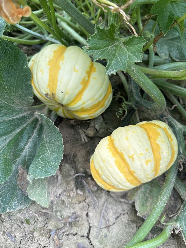 Fryes Creek Family Farm