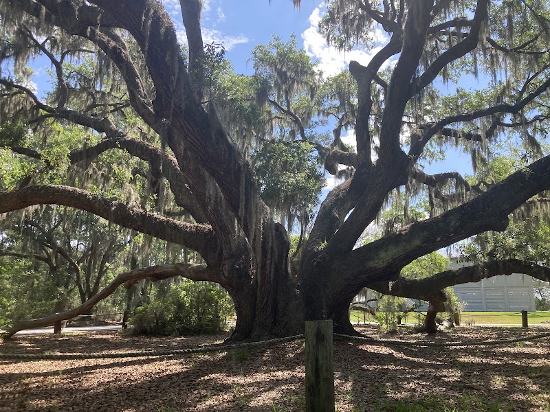 Carolina Shores Oak Tree