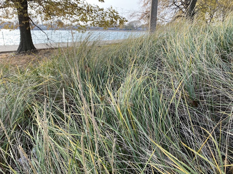 Calumet Beach Dunes Natural Area