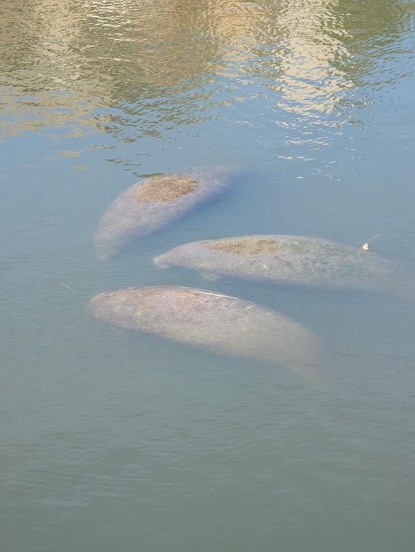Manatee Viewing Center
