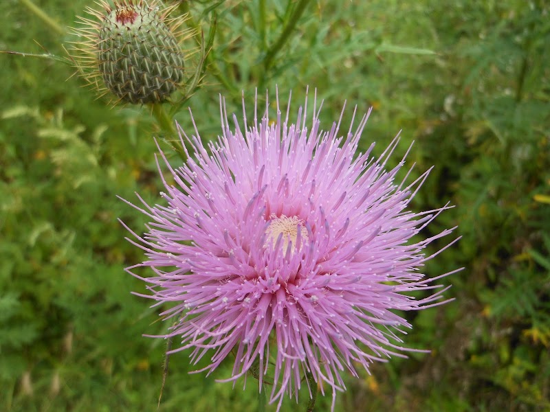 Delshire Nature Preserve