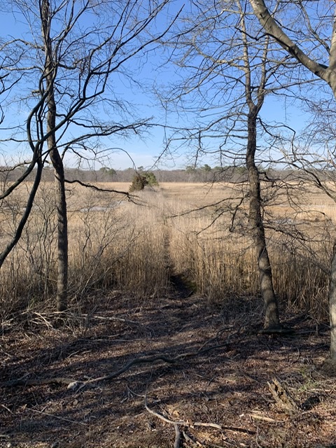 Ludlows Creek State Tidal Wetlands