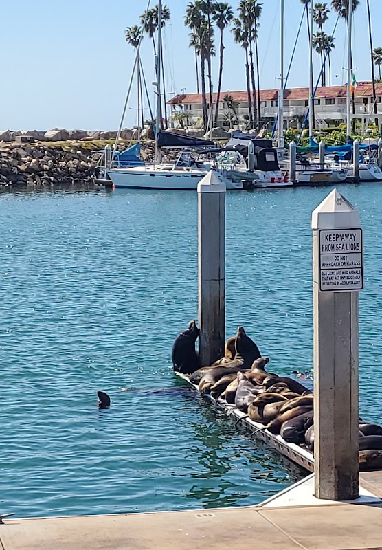 Sea Lion Island