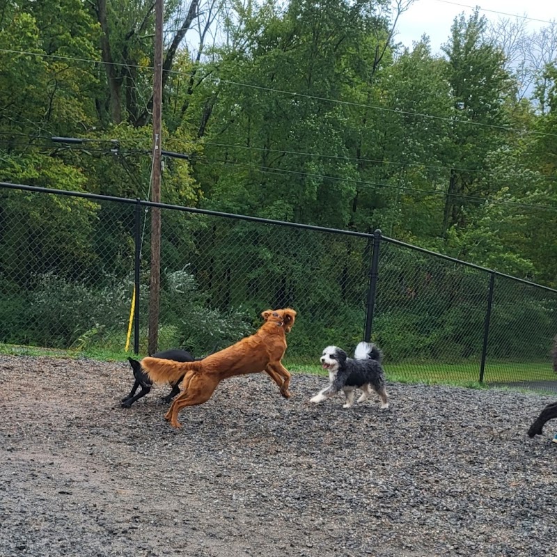 Elm Street Dog Park