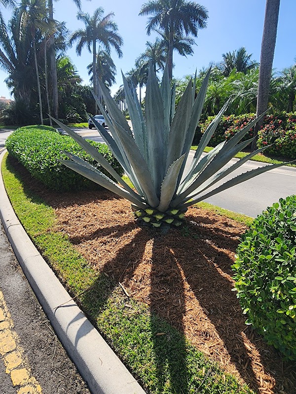 Sunny greens