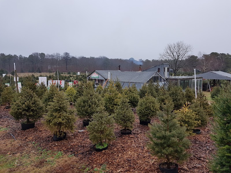 Mike's Christmas Tree Farm
