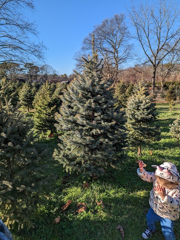 Mike's Christmas Tree Farm