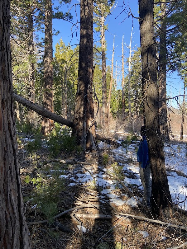 Joe Elliot Yellow Post Sites